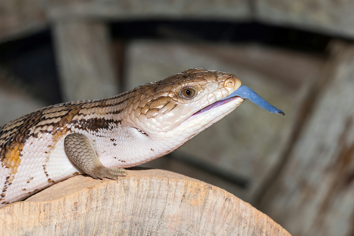Skink